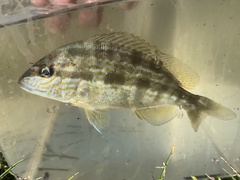 Orthopristis chrysoptera