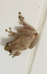 Hylidae