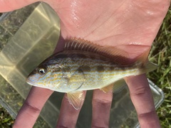 Orthopristis chrysoptera