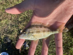 Orthopristis chrysoptera