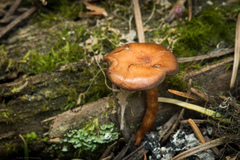 Rhodophana nitellina