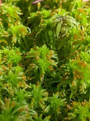 Sphagnum angustifolium