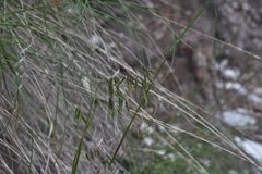Poa wheeleri