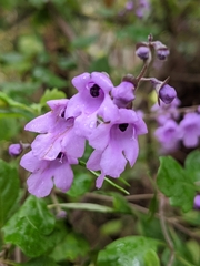 Prostanthera melissifolia
