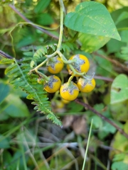 Vitis cinerea