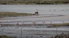 Phoenicoparrus andinus