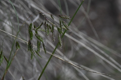 Poa wheeleri