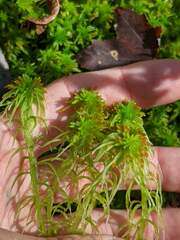 Sphagnum angustifolium