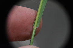 Poa wheeleri