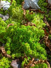 Sphagnum angustifolium