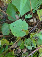 Vitis cinerea
