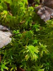 Sphagnum angustifolium
