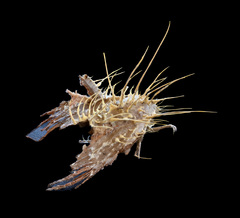 Akanthomyces tuberculatus