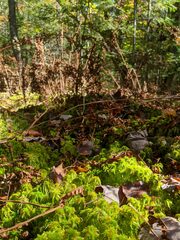Sphagnum angustifolium