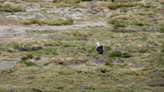 Oressochen melanopterus