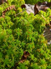Sphagnum angustifolium