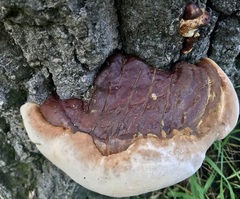 Ganoderma resinaceum