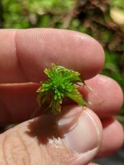 Sphagnum angustifolium