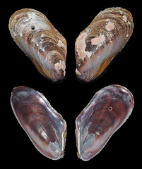 Modiolus philippinarum
