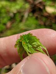 Sphagnum angustifolium