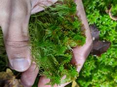 Sphagnum angustifolium
