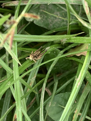 Abracris flavolineata