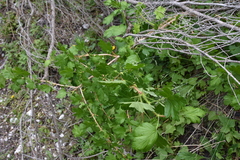 Ribes lacustre