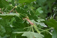 Ribes lacustre