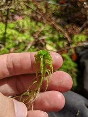 Sphagnum angustifolium