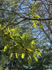 Pittosporum eugenioides
