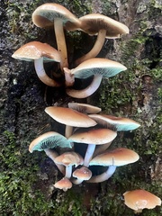 Hypholoma lateritium