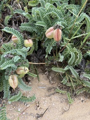 Astragalus nuttallii