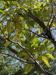 Pittosporum eugenioides
