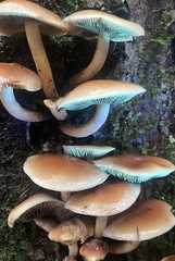 Hypholoma lateritium