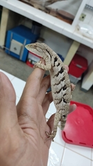 Polychrus acutirostris