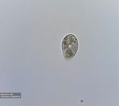 Tetrahymena
