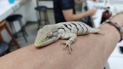 Polychrus acutirostris