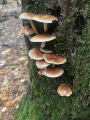 Hypholoma lateritium