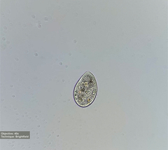 Tetrahymena
