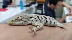 Polychrus acutirostris