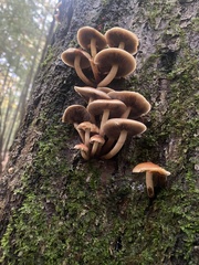 Hypholoma lateritium