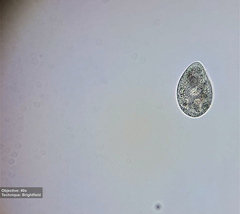 Tetrahymena