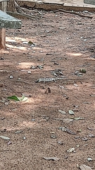 Polychrus acutirostris