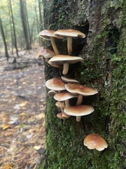 Hypholoma lateritium