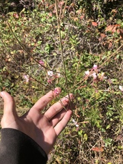 Oenothera filiformis