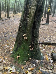 Hypholoma lateritium