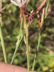 Oenothera filiformis