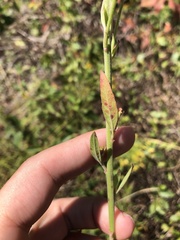 Oenothera filiformis