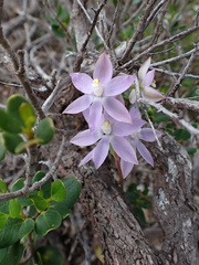 Thelymitra