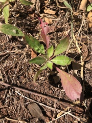 Oenothera filiformis